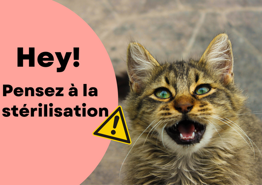 La stérilisation du chat
