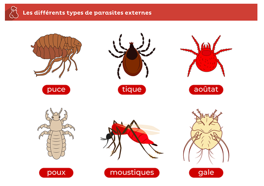 Les parasites en fin d'été